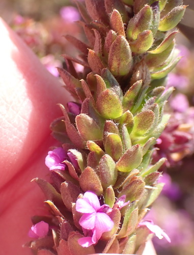 Foxy purplegorse (Muraltia alopecuroides)