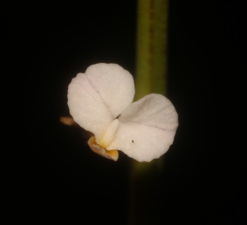 Muraltia angulosa (Muraltia angulosa)