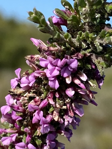 Muraltia barkerae (Muraltia barkerae)