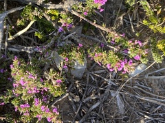 Muraltia barkerae (Muraltia barkerae)