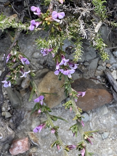 Muraltia barkerae (Muraltia barkerae)