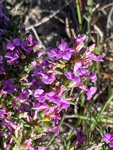 Muraltia barkerae (Muraltia barkerae)