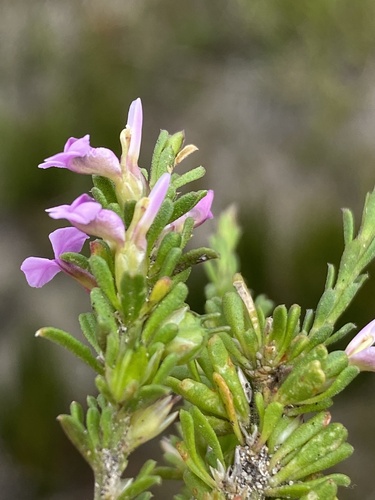 Muraltia barkerae (Muraltia barkerae)
