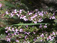 Muraltia barkerae (Muraltia barkerae)