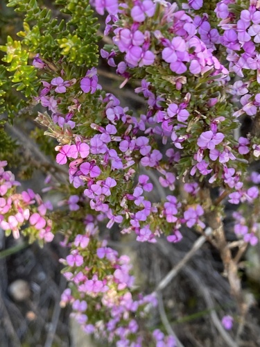 Muraltia barkerae (Muraltia barkerae)