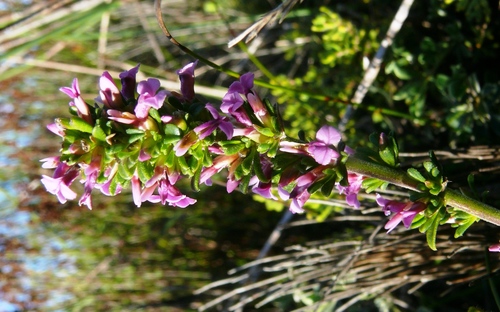 Muraltia barkerae (Muraltia barkerae)