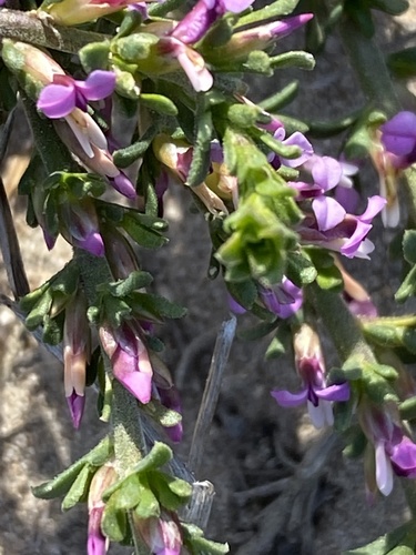 Muraltia barkerae (Muraltia barkerae)