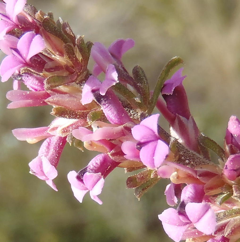 Muraltia barkerae (Muraltia barkerae)