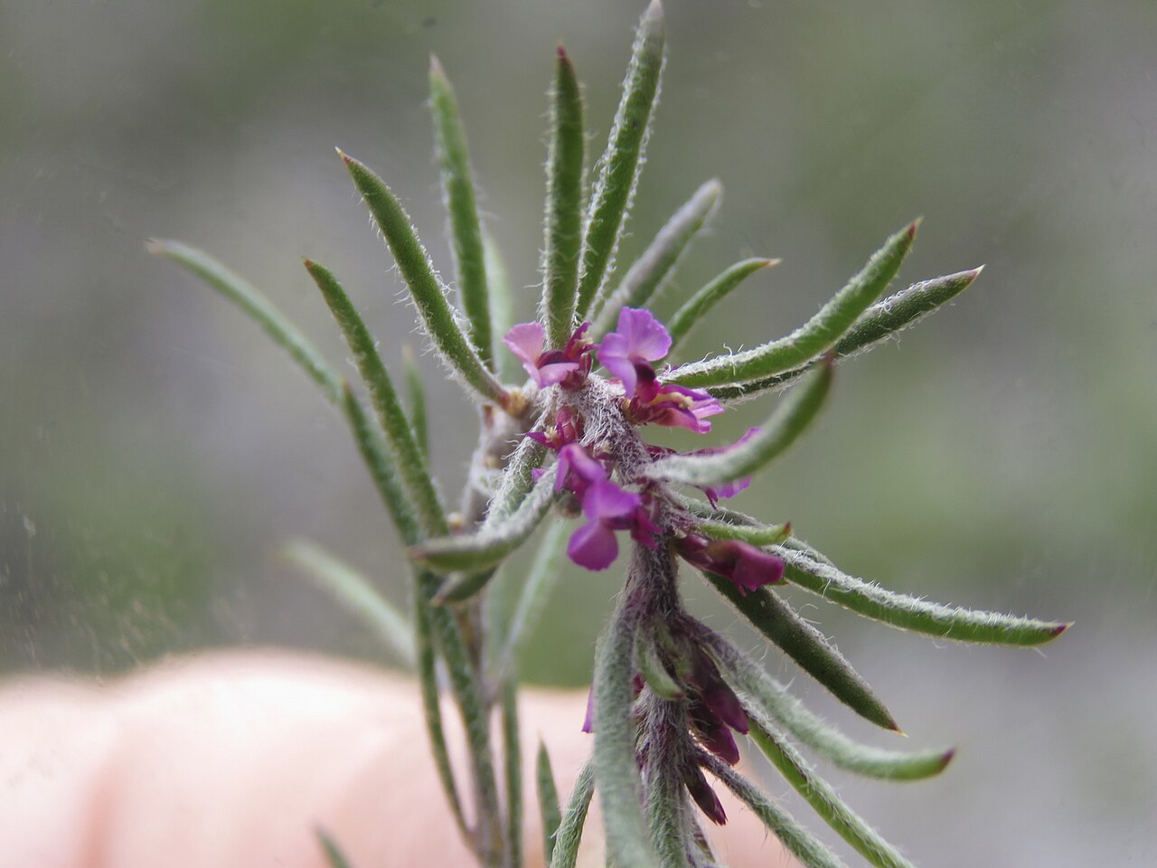Muraltia bolusii: Muraltia bolusii