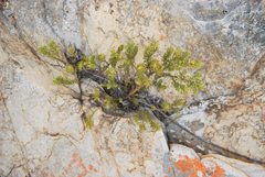 Muraltia bondii (Muraltia bondii)