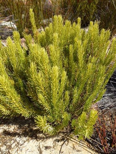 Muraltia bondii (Muraltia bondii)