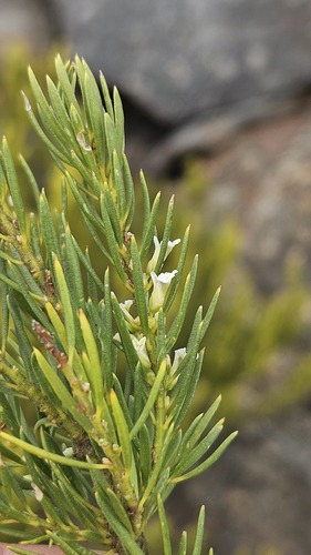 Muraltia bondii (Muraltia bondii)