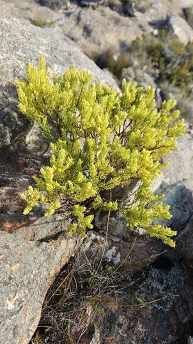 Muraltia bondii (Muraltia bondii)