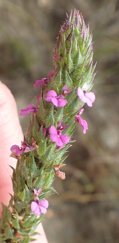 Muraltia ciliaris (Muraltia ciliaris)