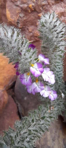 Muraltia ciliaris (Muraltia ciliaris)