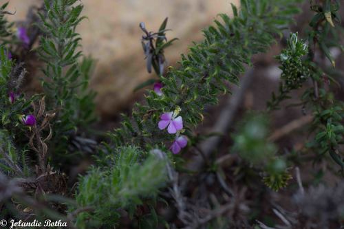 Muraltia ciliaris (Muraltia ciliaris)
