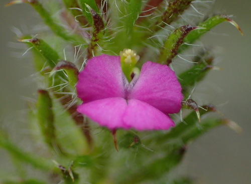 Muraltia ciliaris (Muraltia ciliaris)