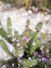 Muraltia ciliaris (Muraltia ciliaris)