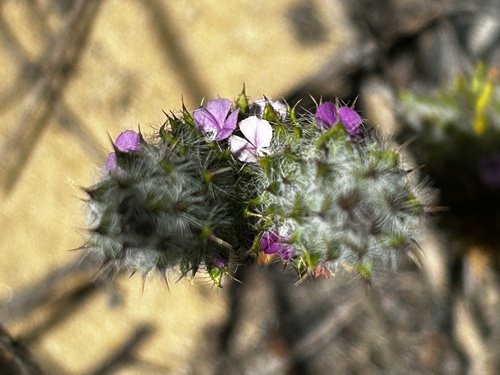 Muraltia ciliaris (Muraltia ciliaris)