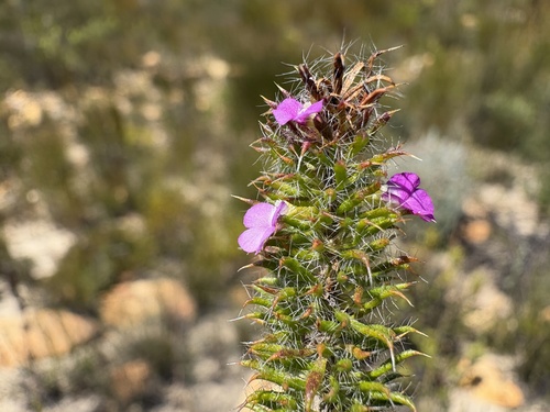 Muraltia ciliaris (Muraltia ciliaris)