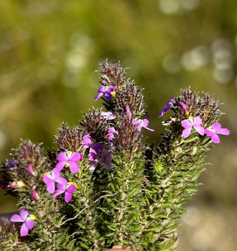 Muraltia ciliaris (Muraltia ciliaris)