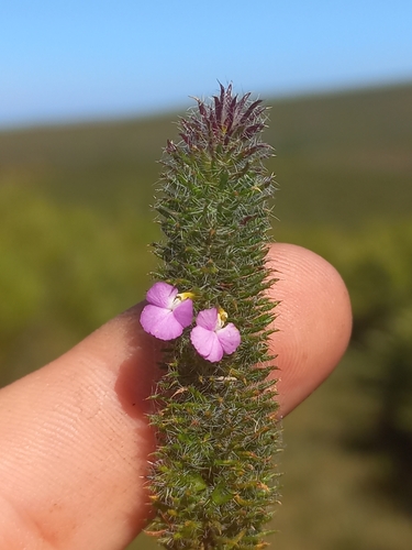 Muraltia ciliaris (Muraltia ciliaris)