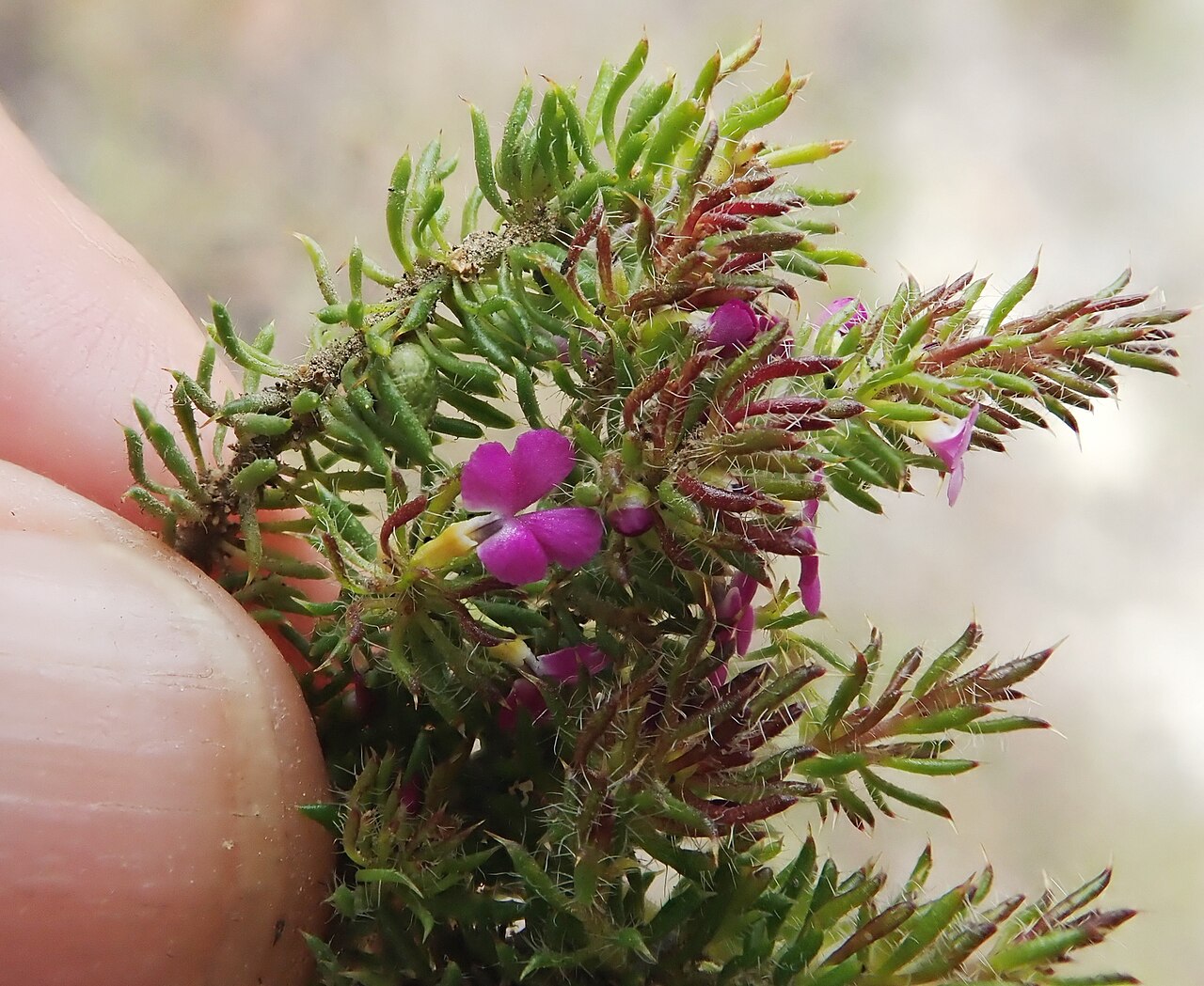 Muraltia ciliaris: Muraltia ciliaris, photographed by Ronald Flipphi, on 25 October 2019, at Garcia's Pass, Langeberg, Western Cape province of South Africa