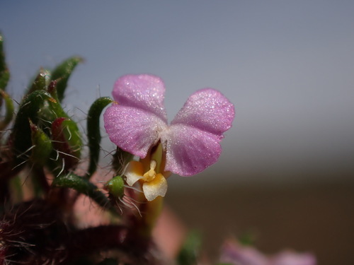 Muraltia ciliaris (Muraltia ciliaris)