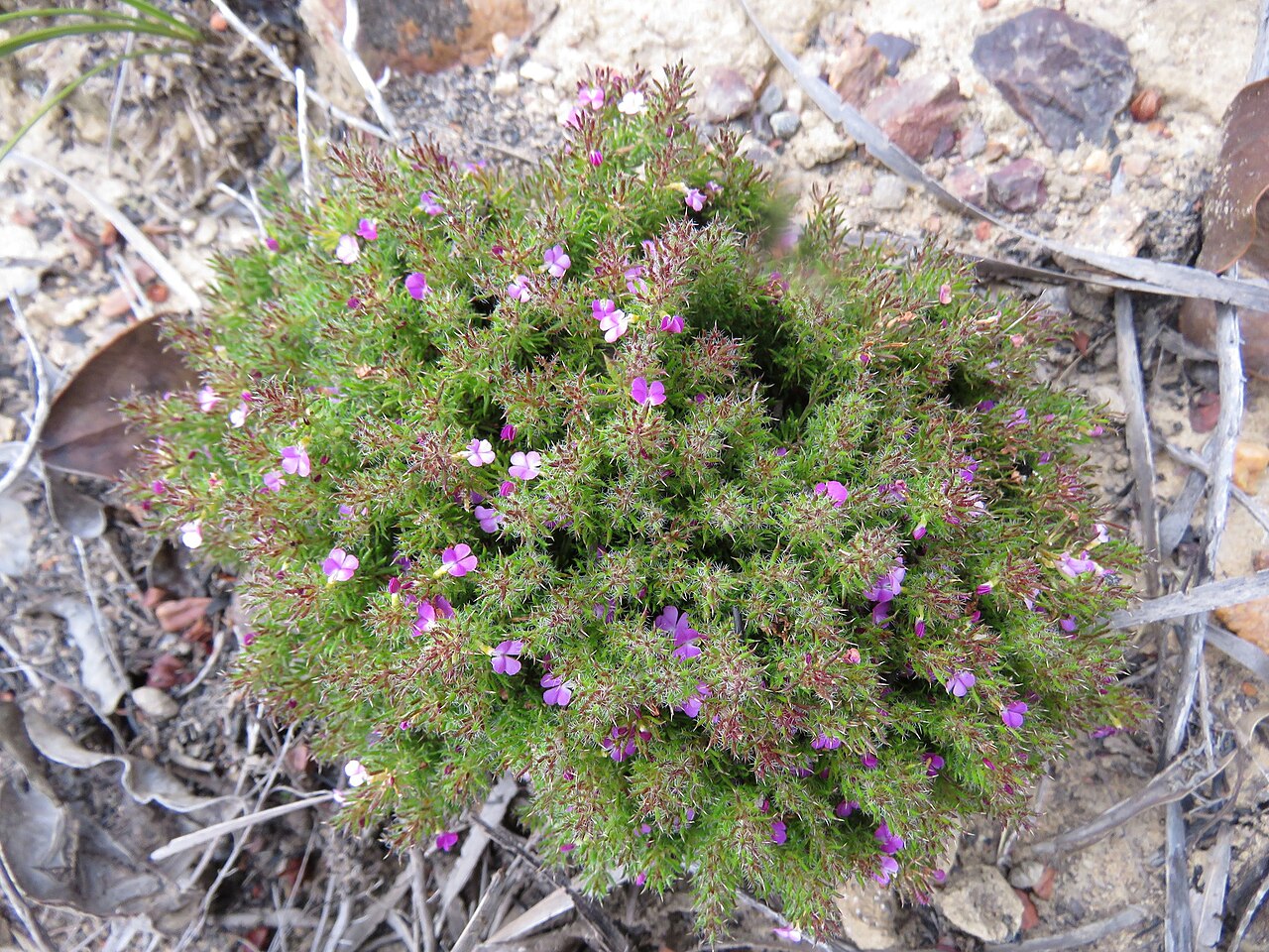 Muraltia ciliaris: Muraltia ciliaris, photographed by Ronald Flipphi, on 25 October 2019, at Garcia's Pass, Langeberg, Western Cape province of South Africa