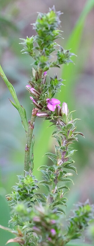 Muraltia decipiens: Fluffy Purplegorse (Muraltia decipiens). Species of plant.
