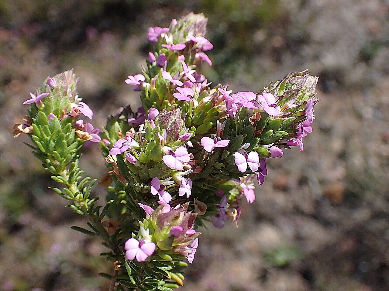 Muraltia ericoides: Heathleaf Purplegorse (Muraltia ericoides). Species of plant.