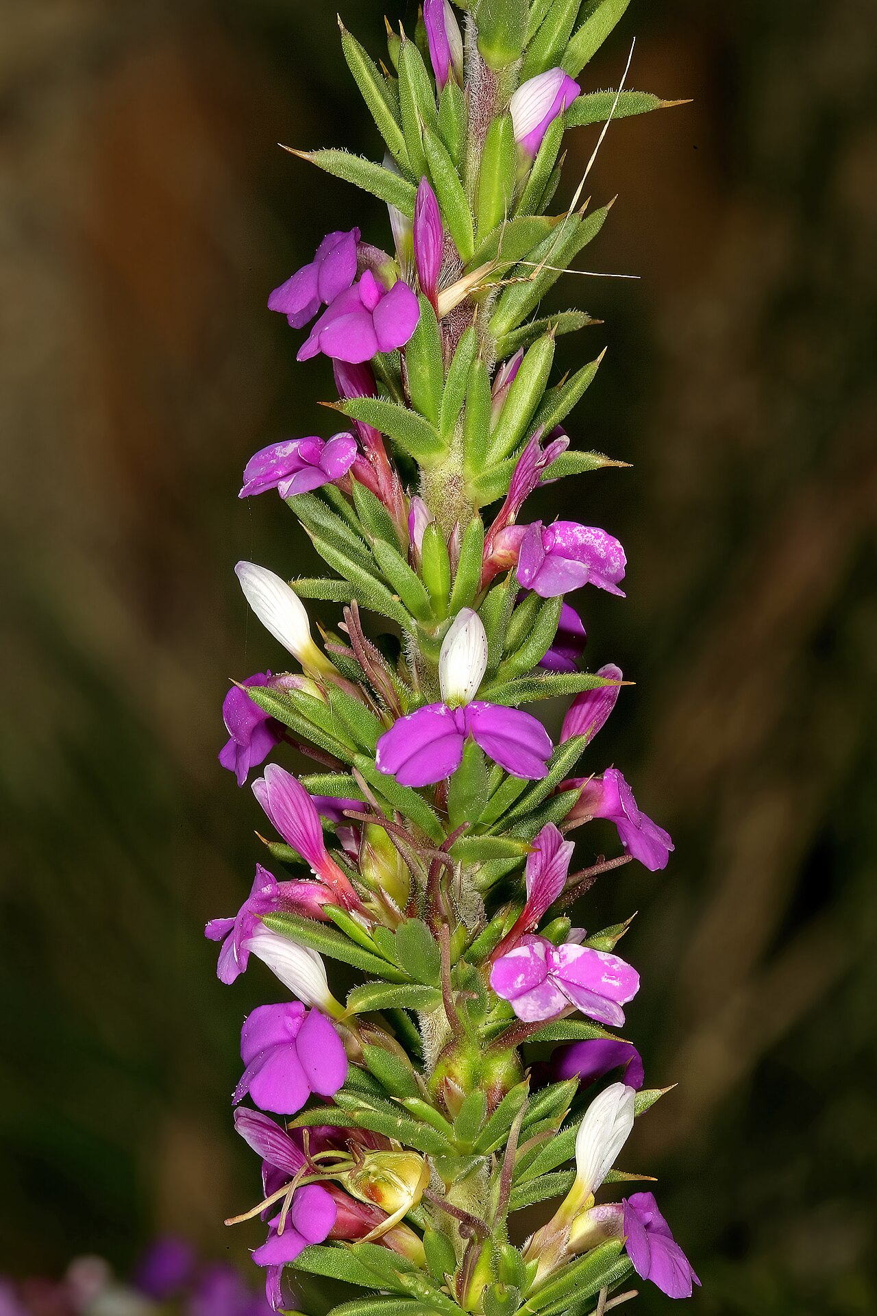 Spiky purple gorse: Muraltia heisteria , flowers; lower slopes of Table Mountain, Cape Town, Western Cape, South Africa