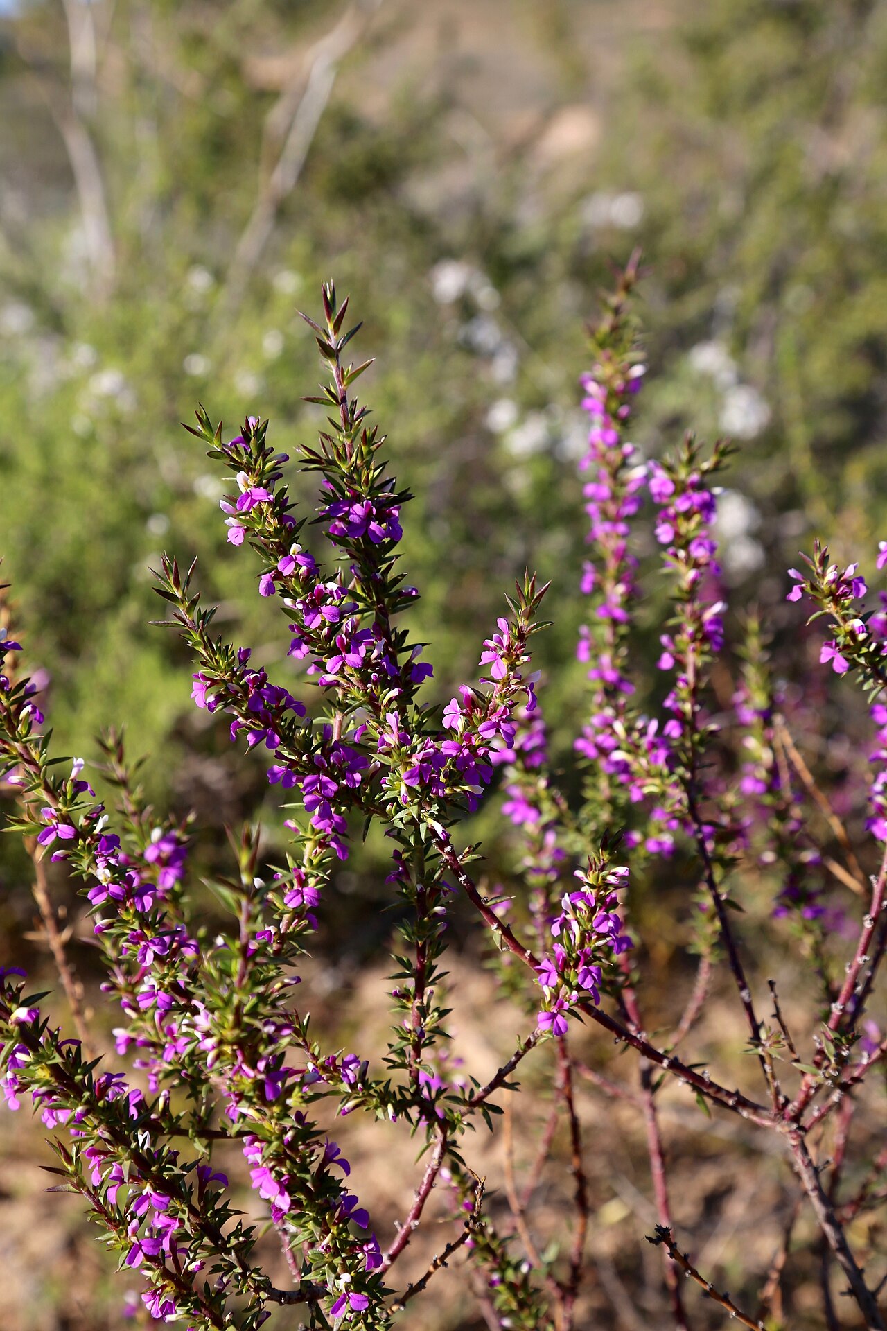 Spiky purple gorse: Intersection of R7 and Paleisheuwel rd, Clanwilliam, Western Cape, South Africa