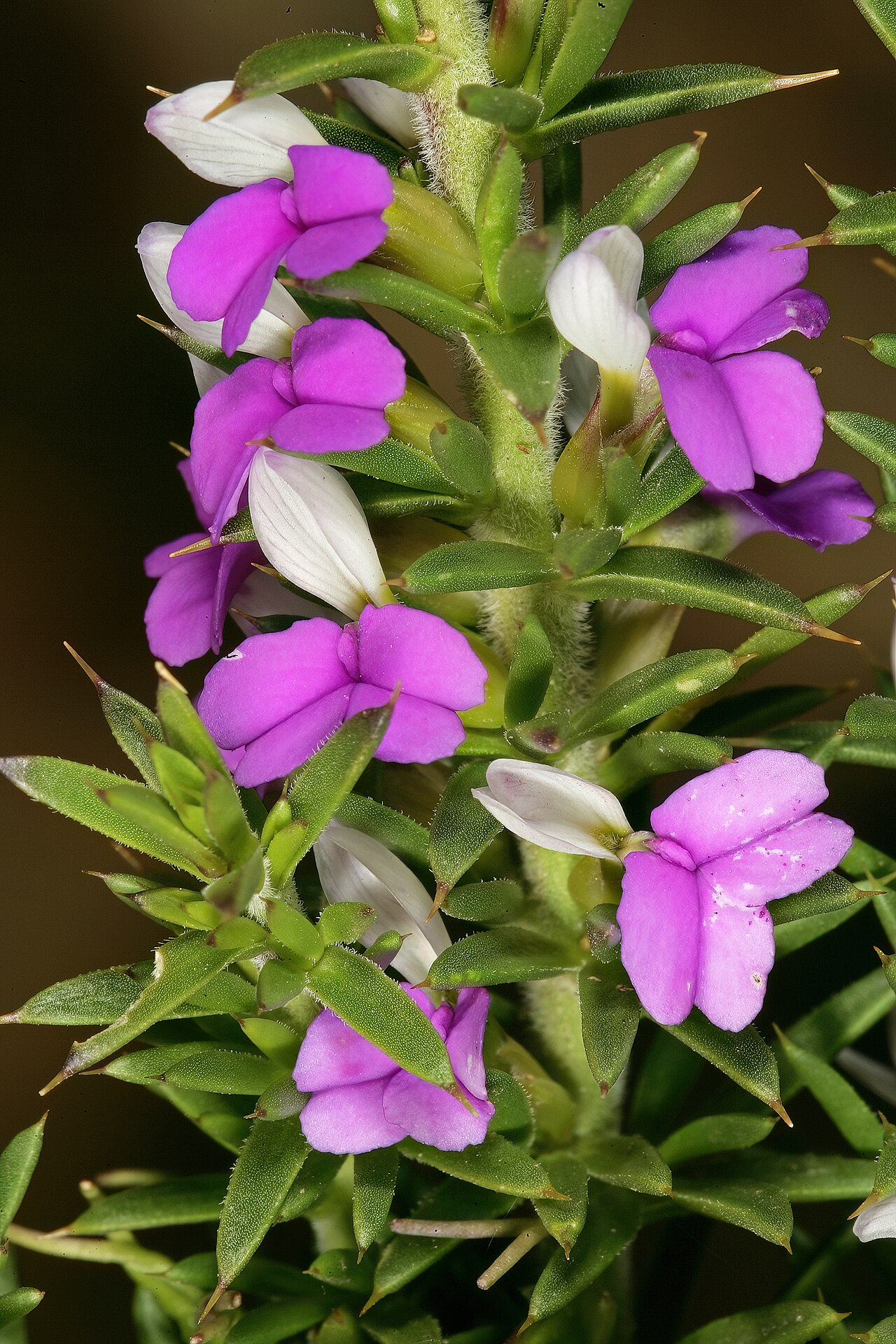 Spiky purple gorse: Muraltia heisteria , flowers; lower slopes of Table Mountain, Cape Town, Western Cape, South Africa