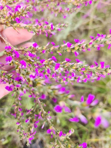 Spiky purple gorse (Muraltia heisteria)