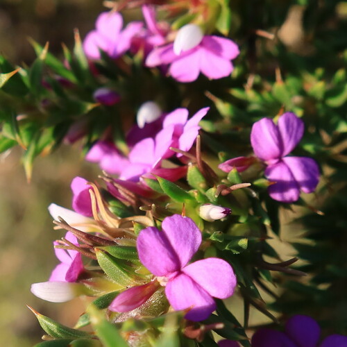 Spiky purple gorse (Muraltia heisteria)