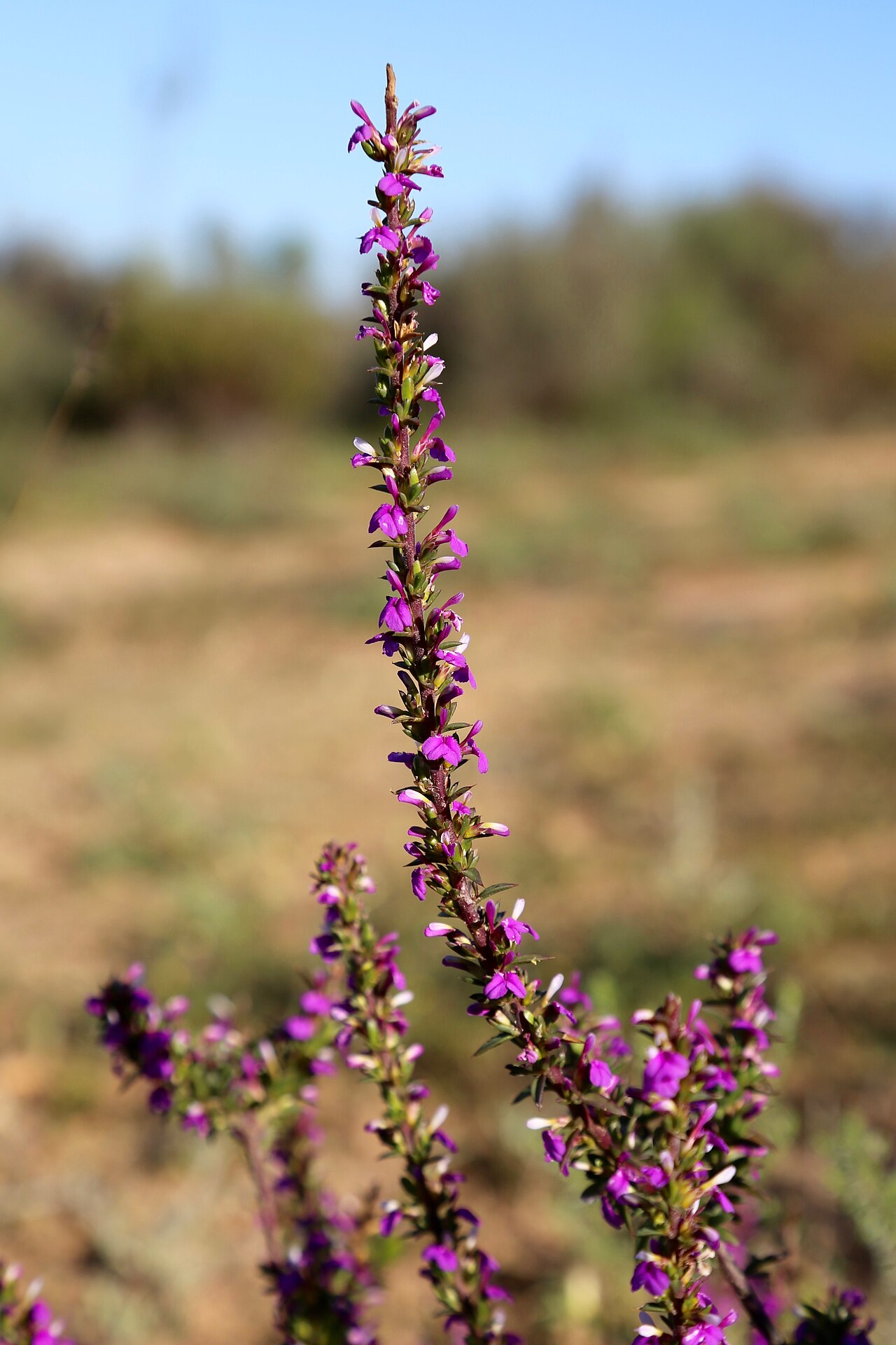 Spiky purple gorse: Intersection of R7 and Paleisheuwel rd, Clanwilliam, Western Cape, South Africa