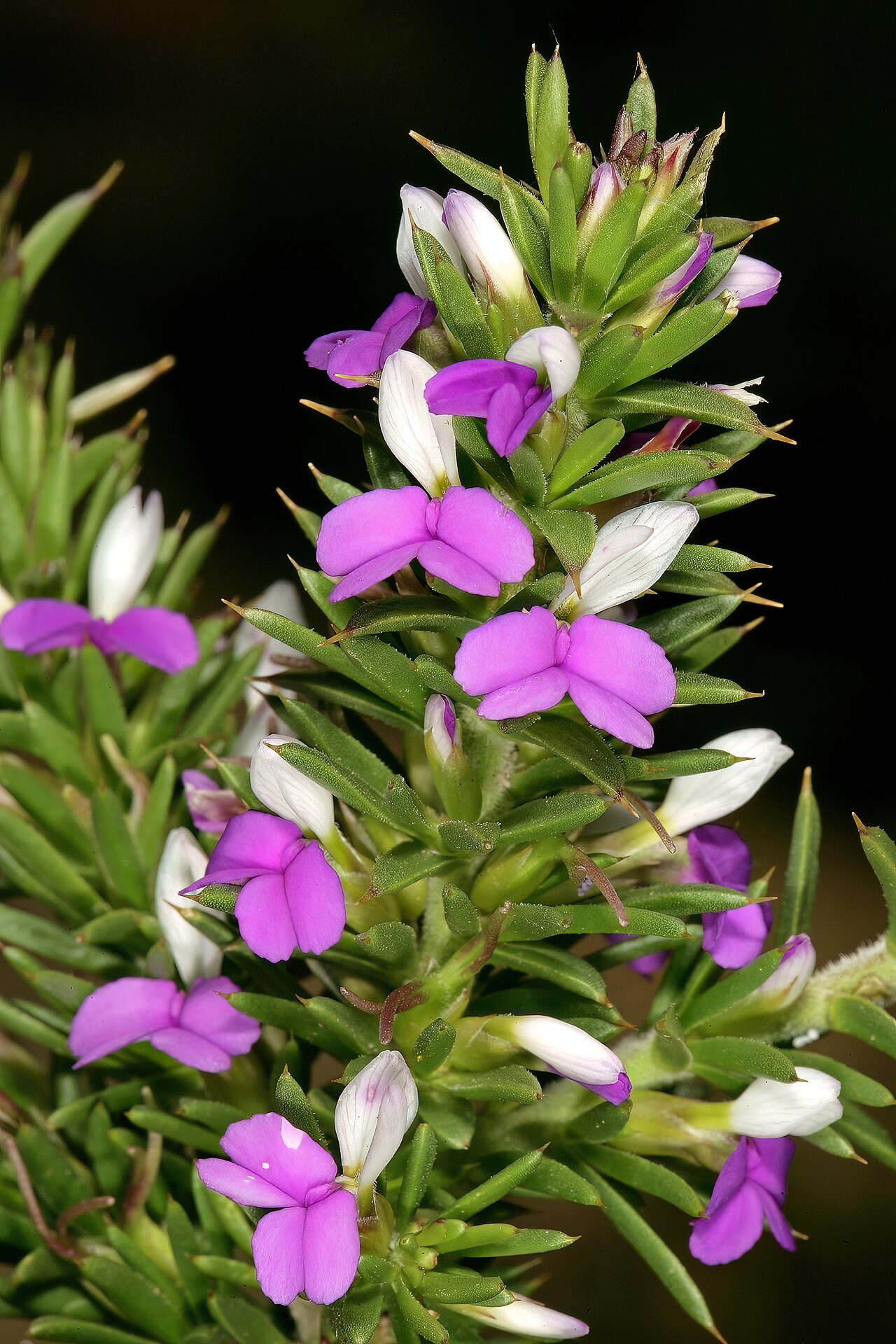 Spiky purple gorse: Muraltia heisteria , flowers; lower slopes of Table Mountain, Cape Town, Western Cape, South Africa