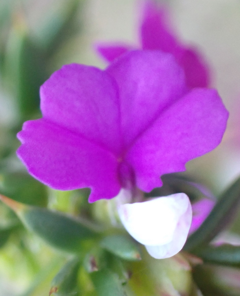 Spiky purple gorse (Muraltia heisteria)