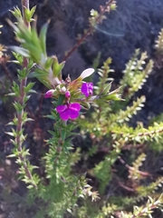 Spiky purple gorse (Muraltia heisteria)