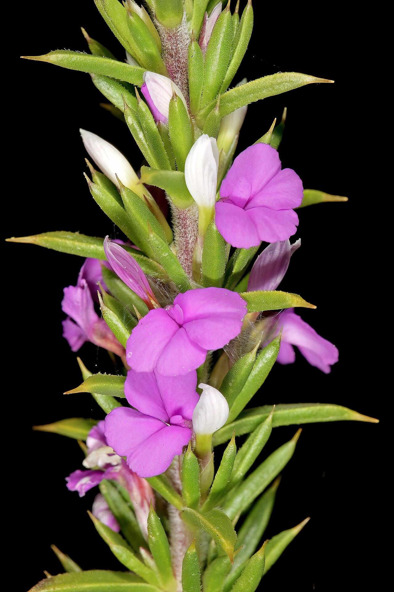 Spiky purple gorse: Muraltia heisteria , flowers; lower slopes of Table Mountain, Cape Town, Western Cape, South Africa
