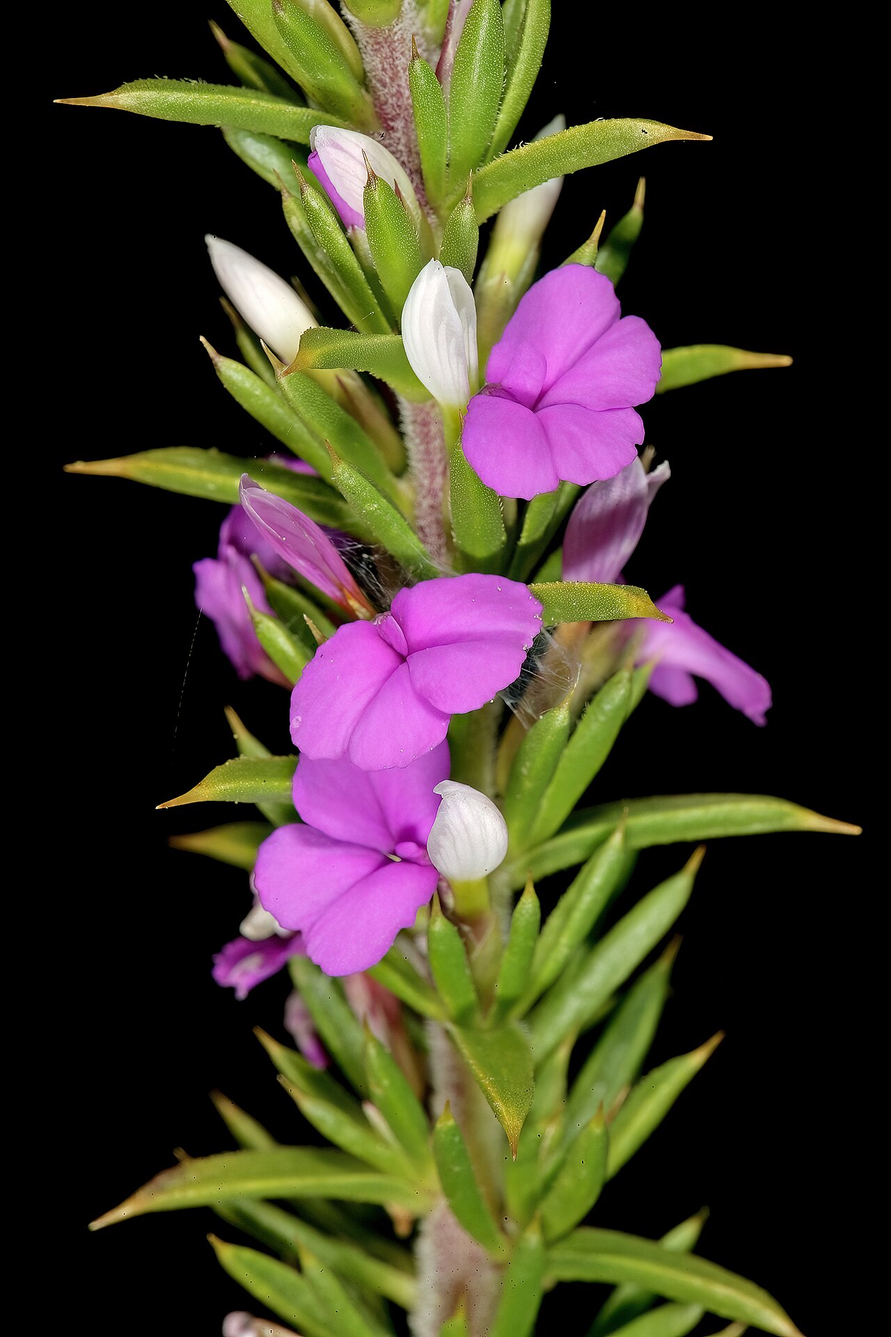 Spiky purple gorse: Muraltia heisteria , flowers; lower slopes of Table Mountain, Cape Town, Western Cape, South Africa