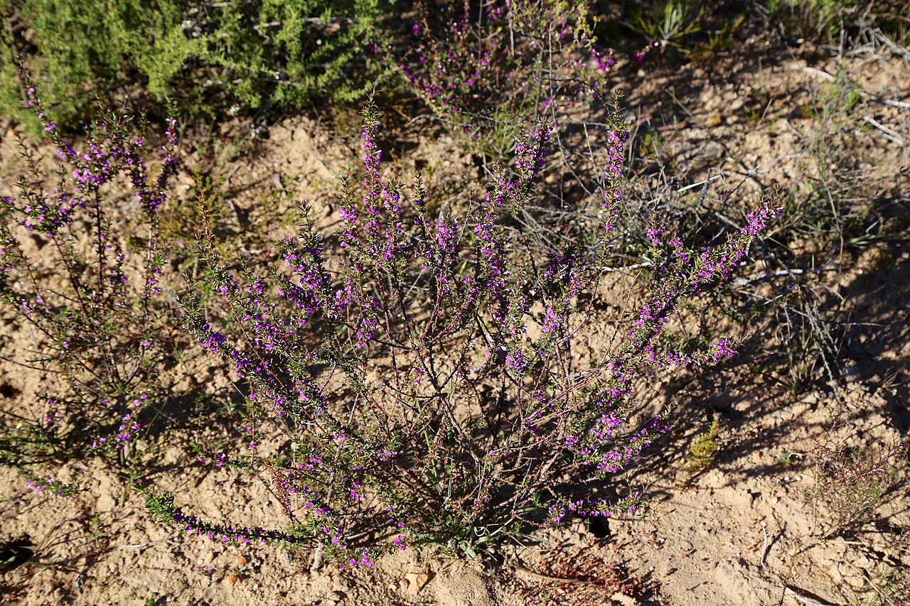 Spiky purple gorse: Intersection of R7 and Paleisheuwel rd, Clanwilliam, Western Cape, South Africa