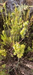 Muraltia hirsuta (Muraltia hirsuta)