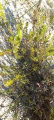 Muraltia hirsuta (Muraltia hirsuta)
