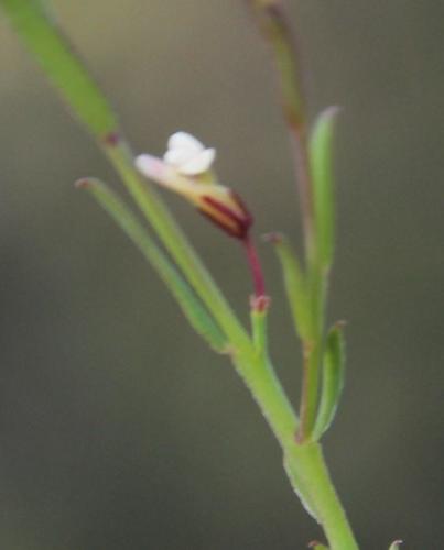 Muraltia muraltioides (Muraltia muraltioides)