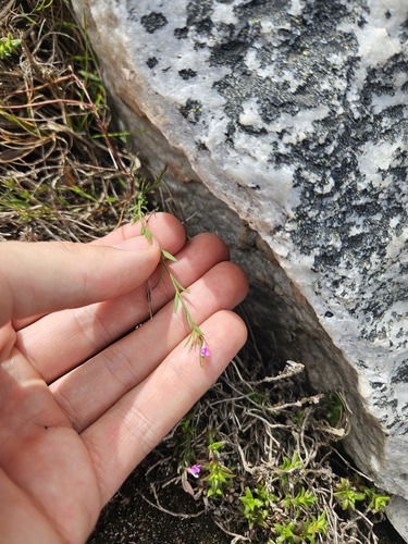 Muraltia muraltioides (Muraltia muraltioides)