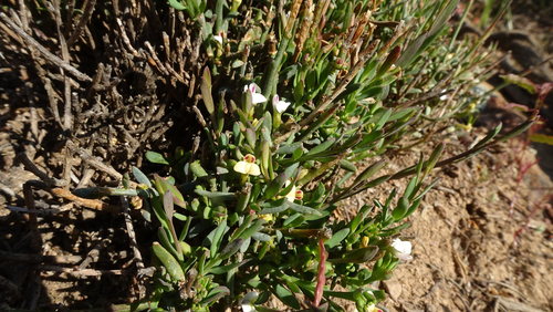 Muraltia muraltioides (Muraltia muraltioides)