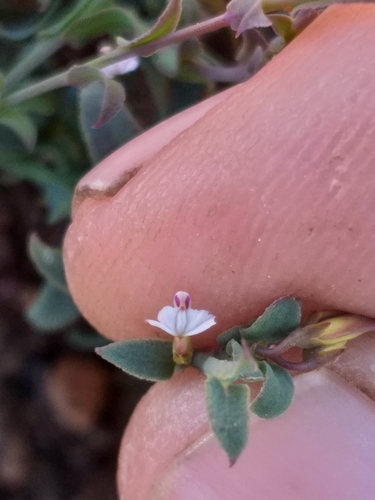 Muraltia muraltioides (Muraltia muraltioides)