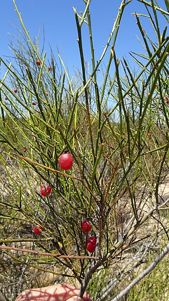 Muraltia scoparia: Dune Tortoiseberry